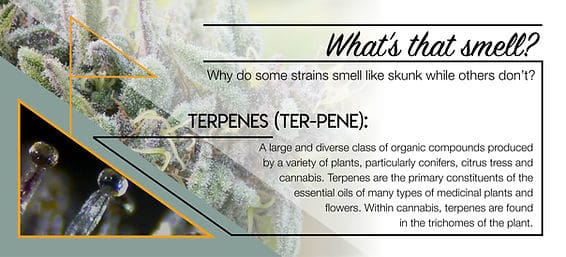 553d0f_1a55777147db4585a6e1bb1f6b878bf2mv2_d_9234_4200_s_4_2-9594982